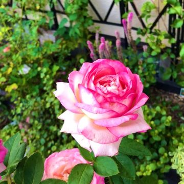 ズッキーニの人工授粉について質問です 雄花と雌花の開花のタ 園芸相談q A みんなの趣味の園芸