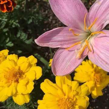 1m 3mの広さで芝桜を植えています 周りの芝生が覆ってしまい 園芸相談q A みんなの趣味の園芸