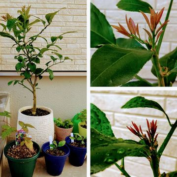 ハナミズキの枝にあるこれはなんですか 花芽ですか 葉芽です 園芸相談q A みんなの趣味の園芸