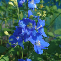 デルフィニウムの種類 原種 品種 植物図鑑 みんなの趣味の園芸 Nhk出版