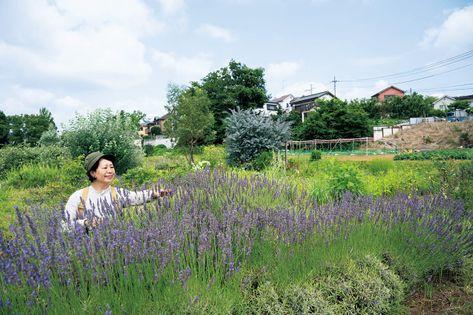 夏にラベンダーを枯らしてしまった... 暖地でもうまくいく